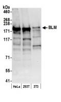 Detection of human and mouse BLM by west