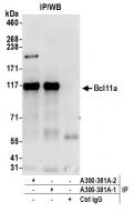 Detection of human Bcl11a by western blo