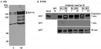Detection of human Bcl11b by western blo