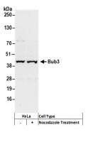 Detection of human Bub3 by western blot.