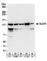Detection of mouse and rat BubR1 by west