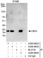 Detection of human CBX3 by western blot