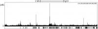 Localization of CBX8 Binding Sites by Ch
