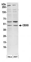Detection of human CBX8 by western blot.
