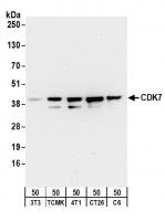 Detection of mouse and rat CDK7 by weste
