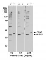 Detection of human CSN3 by western blot.