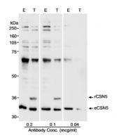 Detection of human CSN5 by western blot.
