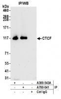 Detection of human CTCF by western blot