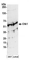 Detection of human Chk1 by western blot.