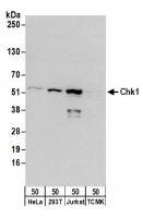 Detection of human Chk1 by western blot.