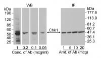 Detection of human Chk1 by western blot