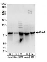 Detection of human and mouse CoAA by wes