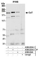 Detection of human Cul7 by western blot