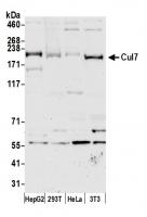 Detection of human and mouse Cul7 by wes