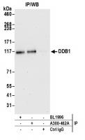 Detection of human DDB1 by western blot