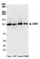 Detection of human and mouse DDB1 by wes