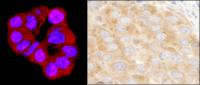 Detection of human and mouse DDX3 by imm