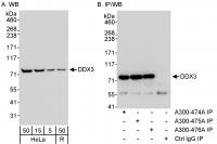 Detection of human DDX3 by western blot