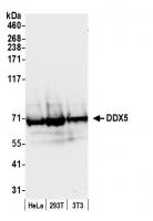 Detection of human and mouse DDX5 by wes