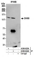 Detection of human DHX8 by western blot