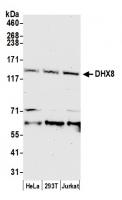 Detection of human DHX8 by western blot.