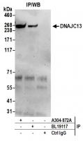 Detection of human DNAJC13 by western bl