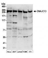 Detection of human and mouse DNAJC13 by