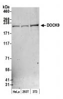 Detection of human and mouse DOCK9 by we