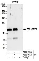 Detection of human DTL/CDT2 by western b