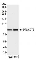 Detection of human DTL/CDT2 by western b