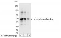 Detection of c-myc-tagged Protein by wes