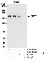 Detection of human EMSY by western blot