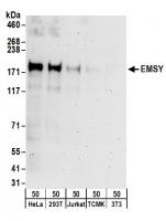 Detection of human EMSY by western blot.