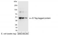 Detection of E-Tag-tagged Protein by wes