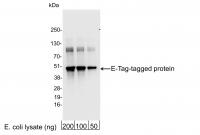 Detection of E-Tag-tagged Protein by wes