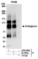 Detection of human Endoglycan by western