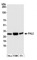 Detection of human and mouse FHL2 by wes
