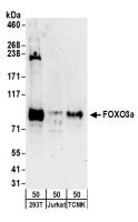 Detection of human and mouse FOXO3a by w