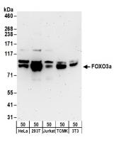 Detection of human and mouse FOXO3a by w