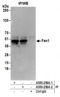 Detection of human Fen1 by western blot