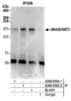 Detection of human G9A/EHMT2 by western