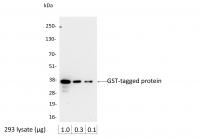 Detection of GST-tagged Protein by weste