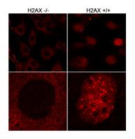 click to view larger size Detection of mouse H2AX by immunocytoche