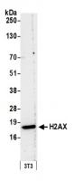 Detection of mouse H2AX by western blot.