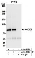 click to view larger size Detection of human HOOK3 by western blot