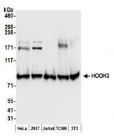 click to view larger size Detection of human and mouse HOOK3 by we