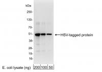 Detection of HSV-tagged Protein by weste
