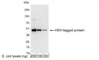 Detection of HSV-tagged Protein by weste