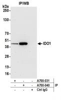 Detection of human IDO1 by western blot