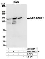 Detection of human INPPL2/SHIP2 by weste